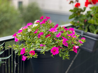 Vibrant pink calibrachoa bell flowers in decorative flower pot in urban balcony garden close up