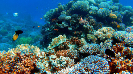Swimming through colorful coral reef and tropical fish - Red Sea - Jordan