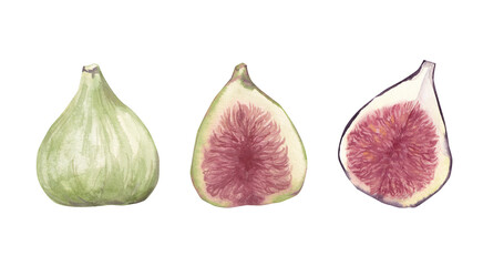 Figs watercolor illustration. Folet and green figs are hand-drawn. Fig fruits are whole and in section. Isolated elements on a white background