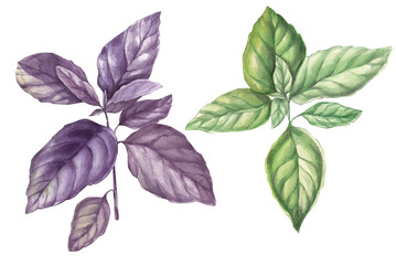 Basil hand drawn watercolor illustration. Purple and green basil  branch drawing. Set of isolated elements on white background.