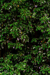 Obraz premium Green leaves pattern background, Natural background and wallpaper