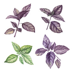 Basil hand drawn watercolor illustration. Purple and green basil  branch drawing. Set of isolated elements on white background.