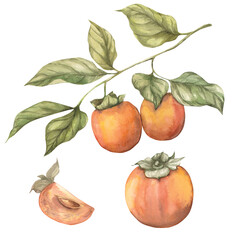 Persimmon watercolor hand drawn illustration. Branch with persimmon, persimmon fruit in section, whole fruit. Set of isolated elements on white background