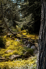 Stones in ground in a forest