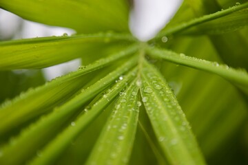 gouttelettes d'eau sur des feuilles de palmier