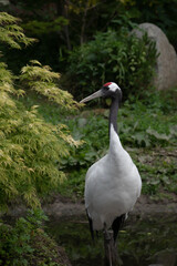 Red-crowned crane (Grus japonensis) giving a side eyed look while standing near water