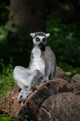 Fototapeta premium Ring-tailed lemur (Lemur catta) sitting in the sun on a tree trunk
