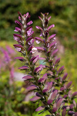 Bear's breeches plant with a tall flower spike