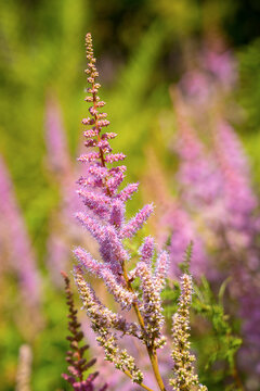Purple astillba flower in sunlight as a natural background