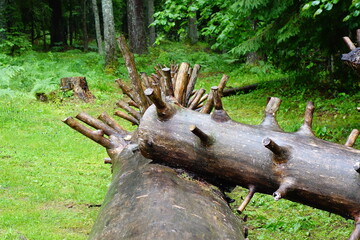 stump in forest