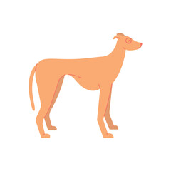 English greyhound dog with glasses. Greyhound Cartoon character in profile. Vector illustration