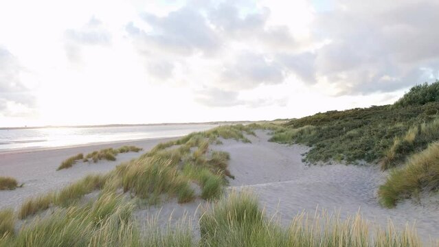 Dune gras waving calmly in the morning sea breeze at the beach of Renesse, Netherlands