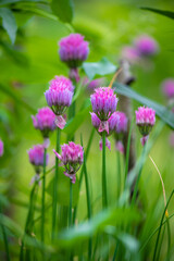 Aging onions(Állium senéscens) -an ornament to the garden.