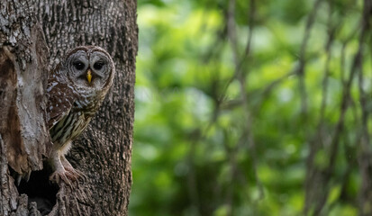 Mama Barred Owl in surveillance mode