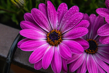 Fototapeta premium Flowers