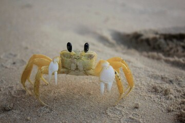 Closeup of a cute crab on the beach © Facundo Mon/Wirestock Creators