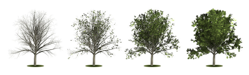 Fototapeta na wymiar Ash tree. Set of trees with a variety of foliage densities