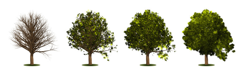 Fototapeta na wymiar Oak. Set of trees with a variety of foliage densities