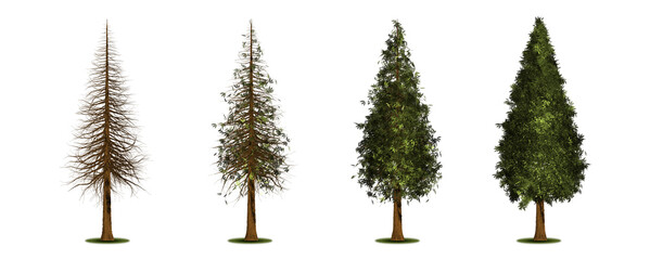 Redwood. Set of trees with a variety of foliage densities