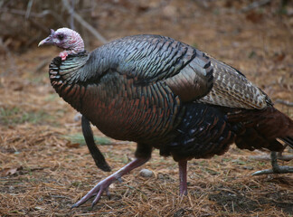 Wild Turkey in Massachusetts