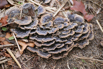 Mushrooms in the forest