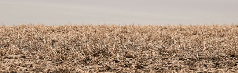 Fototapeta na wymiar Dry field isolated texture in Pennsylvania farmland