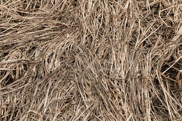 Abstract agricultural grasses
