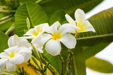 White Frangipani flower Plumeria alba with green leaves