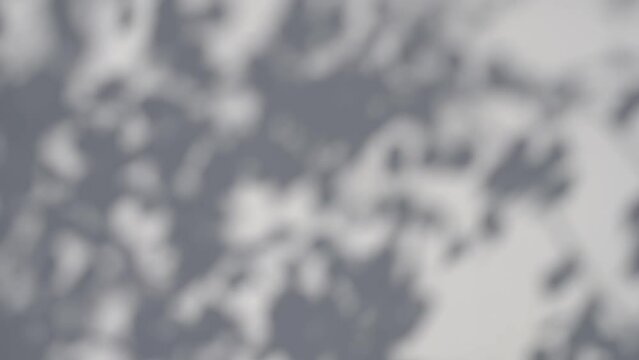 Shadow of a tree on the wall. Swaying shadows of leaves on a white brick wall in sunlight. Shadow overlay effect