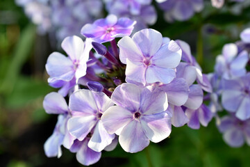 Blue and white flowers of the paniculate phlox in the summer garden. Phlox paniculata.