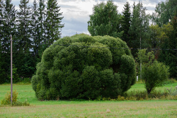 beautiful green bush in the meadow on a cloudy day in summer