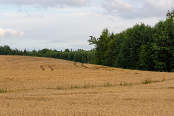 beautiful cornfield at the foot of the mountain on a cloudy day in summer