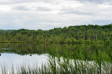 beautiful lake view in windless weather with green reeds on cloudy day in summer