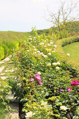 rose garden rose garden