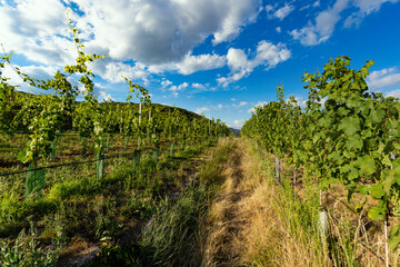 Fototapeta na wymiar Vineyard in Wachau valley. Krems region. Lower Austria