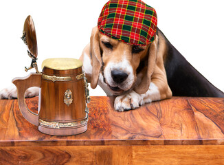 funny beagle dog in a cap drinks beer from a large mug at a wooden table