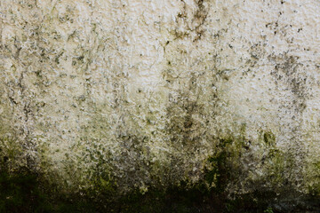 Unhealthy Rotten Wall Background Full frame