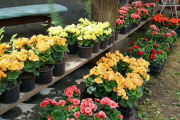 Fototapeta na wymiar An offer of colorful begonias in the market square of flower seedlings. Young flowering plants purchase for growing in the garden or as houseplants.