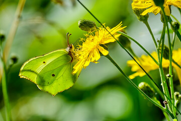 Gonepteryx rhamni green butterfly on a flower