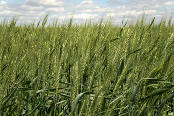 ears of wheat close-up. harvest. background.