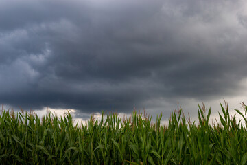 Obraz premium Green maize field under of dramatic storm clouds.