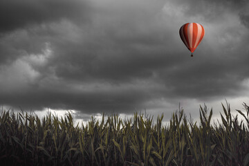 Hot air balloon flying over a corn field