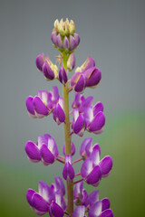  Bunch of lupines summer flower background. Purple lupine (Lupinus)