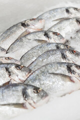 Fresh dorado fish on ice in the store. Diet and healthy eating. Close-up. Vertical.