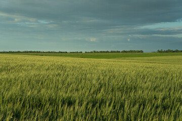 Fototapeta premium south of Ukraine. a field of wheat before a thunderstorm