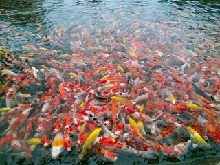 Obraz na płótnie Canvas Fancy carp beautiful Japan fish in clean water pond 