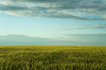 Plakat south of Ukraine. a field of wheat before a thunderstorm