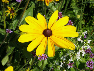 yellow flowers in the garden