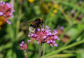 bee on a flower