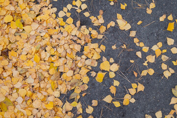 Golden birch leaves fallen on dark grey road in October